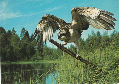 Postikortti LINNUT, KALASÄÄSKI
