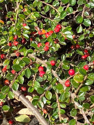 Sulkatuhkapensas (Cotoneaster horizontalis), siemeniä 30 kpl