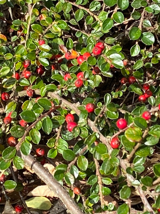 Sulkatuhkapensas (Cotoneaster horizontalis), siemeniä 30 kpl