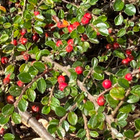 Sulkatuhkapensas (Cotoneaster horizontalis), siemeniä 30 kpl - pikkukuva 1