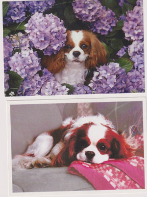 2 CAVALIER KING CHARLES SPANIEL POSTIKORTTIA