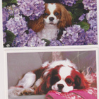 2 CAVALIER KING CHARLES SPANIEL POSTIKORTTIA - pikkukuva 1