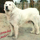 PYRENEITTENKOIRA POSTIKORTTI - pikkukuva 1