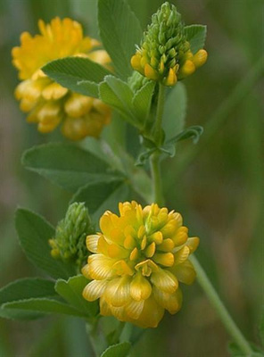 Kelta-apila (Trifolium aureum), siemeniä 50 kpl