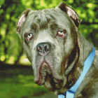 MASTINO NAPOLITANO POSTIKORTTI - pikkukuva 1