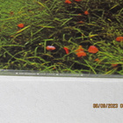 *LP* IAN CARR Belladonna - pikkukuva 3