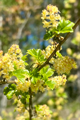 Taikinamarja (Ribes alpinum), siemeniä 30 kpl