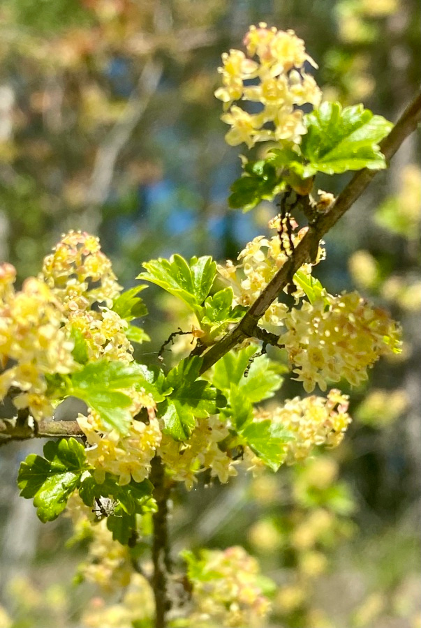 Taikinamarja (Ribes alpinum), siemeniä 30 kpl
