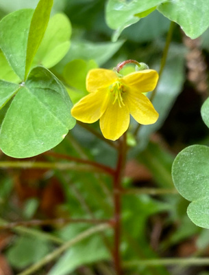Pystykäenkaali (Oxalis stricta), siemeniä 50 kpl