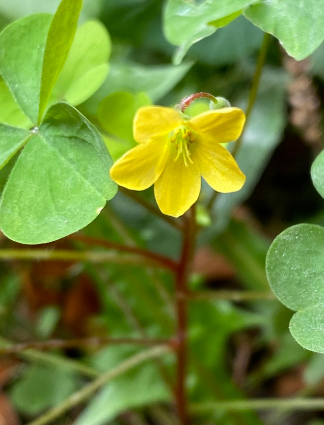 Pystykäenkaali (Oxalis stricta), siemeniä 50 kpl