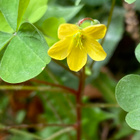 Pystykäenkaali (Oxalis stricta), siemeniä 50 kpl - pikkukuva 1