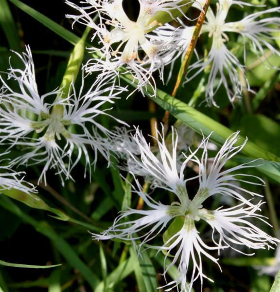 Pulskaneilikka (Dianthus superbus), siemeniä 50 kpl