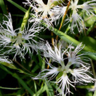 Pulskaneilikka (Dianthus superbus), siemeniä 50 kpl - pikkukuva 1