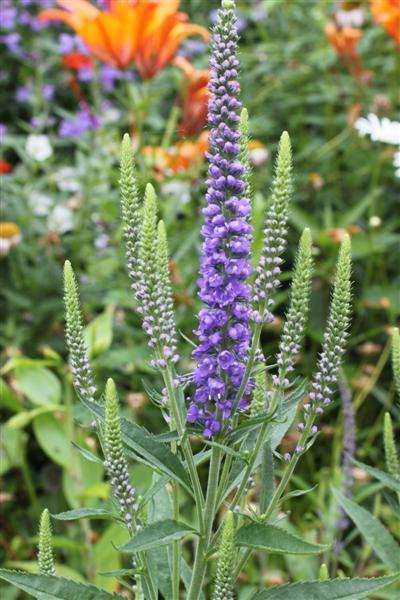 Rantatädyke (Veronica longifolia), siemeniä 50 kpl