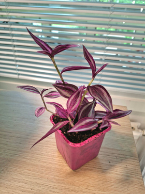 Tradescantia/ juoru