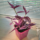 Tradescantia/ juoru - pikkukuva 1