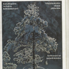 Suomen Luonto n:o 1 1993 Turvapaikka Korkeasaaressa. Marjaku - pikkukuva 1
