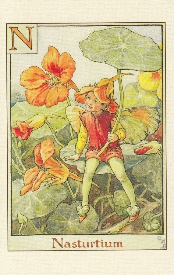 Cicely Mary Barker: Kranssin keiju, kirjain N