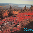 Kuusamo, ruskamaisema Rukalla, kulkematon - pikkukuva 1