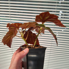 Begonia U168 - pikkukuva 3