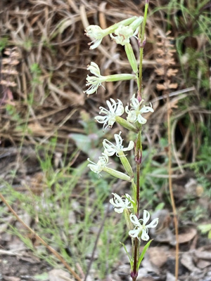 Tataarikohokki (Silene tatarica), siemeniä 100 kpl