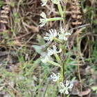 Tataarikohokki (Silene tatarica), siemeniä 100 kpl - pikkukuva 1