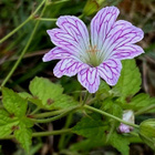 "Kirjokurjenpolvi" (Geranium versicolor), siemeniä 30 kpl - pikkukuva 1