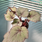 Begonia - pikkukuva 4
