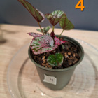 Begonia Maui Sunset taimia 4kpl - pikkukuva 3