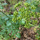 Aleksanterinsiipiputki (Smyrnium olusatrum), siemeniä 40 kpl - pikkukuva 3