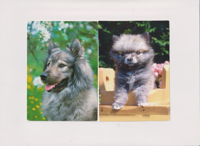 2 EURASIER POSTIKORTTIA