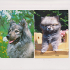 2 EURASIER POSTIKORTTIA - pikkukuva 1