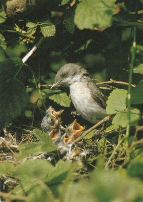 Postikortti, LINNUT, LINTUPOIKUE