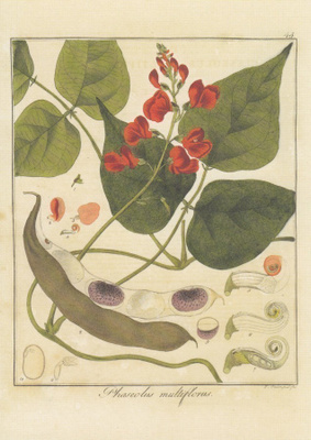 Ruusupapu - Phaseolus multiflorus