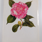 T. J. Savige : The camellia : fifty-three paintings by Pe... - pikkukuva 2