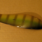Kuusamo Jätti-Proffa 18 cm, 'ahven' - pikkukuva 1