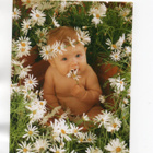°°VAUVA JA PÄIVÄNKAKKARAT°° -KORTTI / Anne Geddes - pikkukuva 1