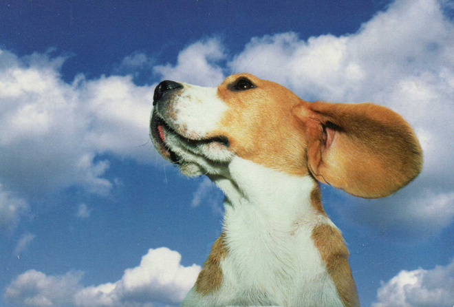 BEAGLE  POSTIKORTTI