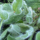 Villakeltano (Hieracium villosum), siemeniä 50 kpl - pikkukuva 2