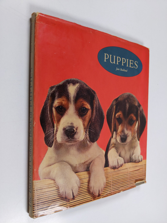 Jane Buckland : Puppies in colour