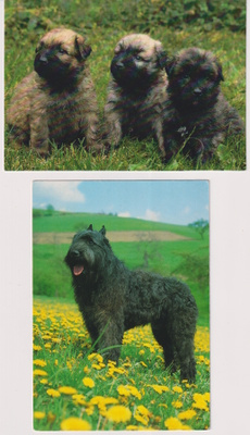 2 BOUVIER DES FLANDRES POSTIKORTTIA