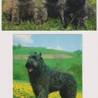 2 BOUVIER DES FLANDRES POSTIKORTTIA - pikkukuva 1