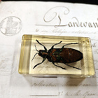 Natura Obscura – Entomologinen näyte no. 368 - pikkukuva 3