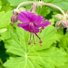 Tuoksukurjenpolvi (Geranium macrorrhizum), siemeniä  50 kpl - pikkukuva 2