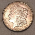 Hopea dollari - pikkukuva 1
