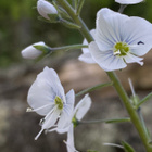 Unelmatädyke 'Pallida', siemeniä 50 kpl - pikkukuva 2