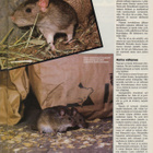 Eläin maailma n:o 2 1986 Tikat. Kotihiiri. Neontetrat. - pikkukuva 4