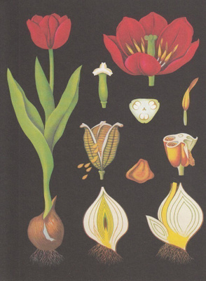Tulppaani (isohko taittokortti)