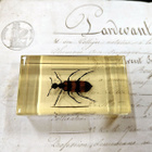 Natura Obscura – Entomologinen näyte no. 324 - pikkukuva 1