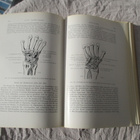 ALFRED BENNINGHOF - lehrbuch der anatomie des menschen - pikkukuva 4